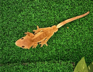 schöne Kronengeckos Correlophus ciliatus