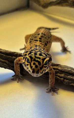 Black Night Mandarin Leopardgecko 
