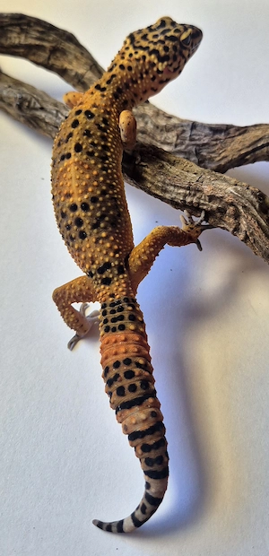 Black Night Mandarin Leopardgecko  Bild 3