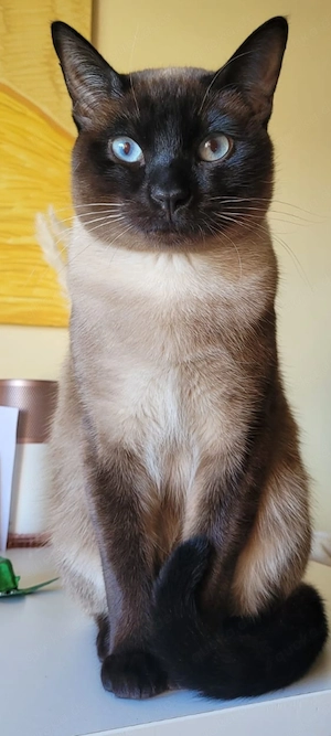 Siam Kater   1 Jahr alt 