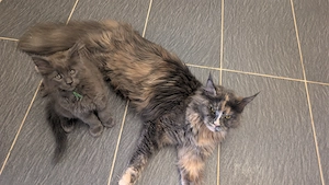 Maine coon Kater (10 Wochen)
