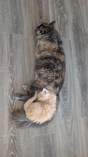 Maine coon Kater (10 Wochen) 
