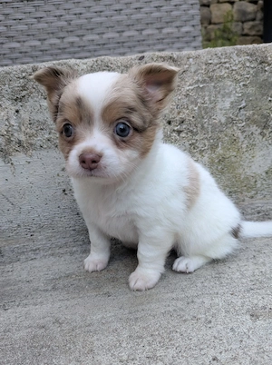 Chihuahua Junge sucht liebevolles Zuhause 