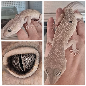 Midnight Blizzard Paradox Leopardgecko 1.0