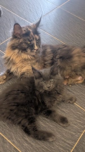 Maine coon Kater (10 Wochen)