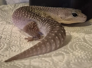 Midnight Blizzard 0.1 Leopardgecko 