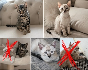 Nur noch 2 Bengal Kitten abzugeben.  