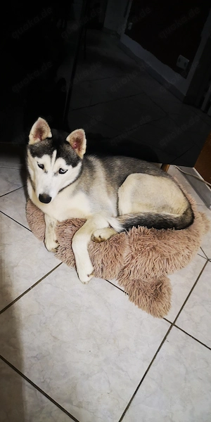 Luna und Shadow suchen ein neues Zuhause
