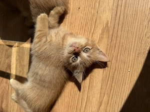 Babykatze rot 