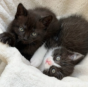 Süsse BKH kitten Babykatzen 