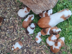 Meerschweinchen 