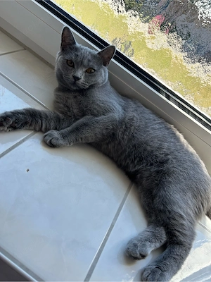 BKH Katze Weiblich