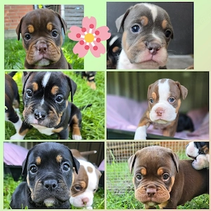 old english bulldog welpen 