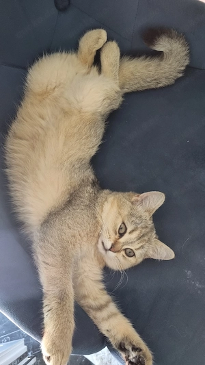 Britisch kurzhaar kitten 