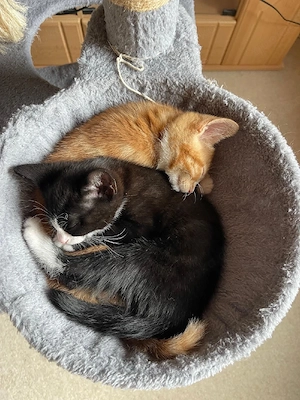 BKH Kitten Mädchen und Junge 