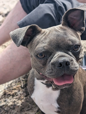 Süße Boston-Terrier-Mix-Hündin 