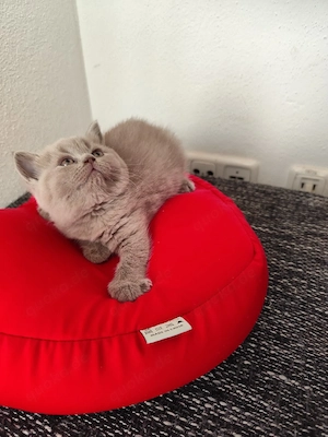 Britisch Kurzhaar (BKH) Kitten ab den 23.08 Abgabe bereit. 