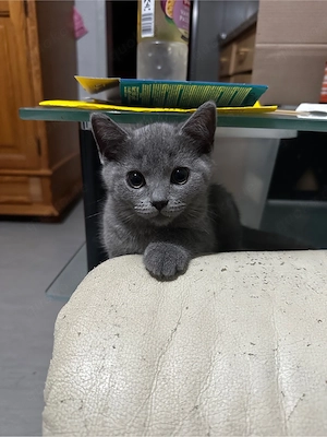 Britisch Kurzhaar-Kater , 3 Monate alt