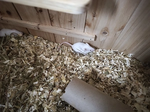 Weiße Farbmäuse  Bild 2