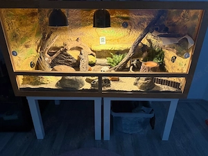 Gecko mit Zubehör zu verkaufen