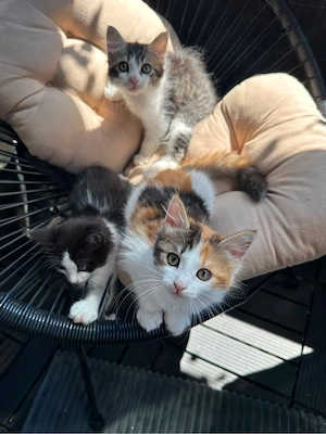 ragdoll baby  10 wochen