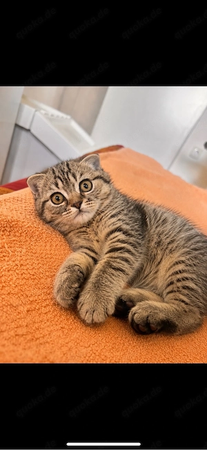 britisch kurzhaar kitten BKH getigert 