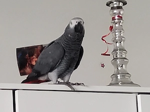 weibliche Graupapagei  3,5 Jahre alt 
