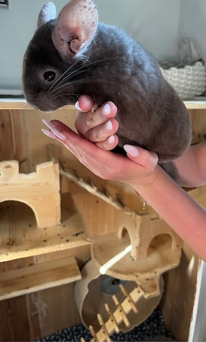 Chinchilla-Männchen sucht neues Zuhause