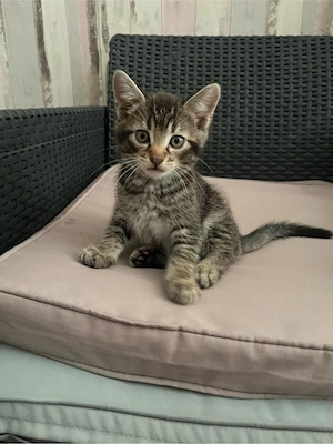 EKH Katzen kitten