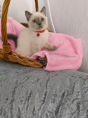 Süße BKH Katzen 