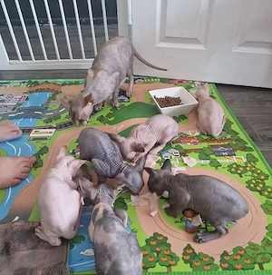   Reinrassige kanadische Sphynx Kitten-4 einzigartige    