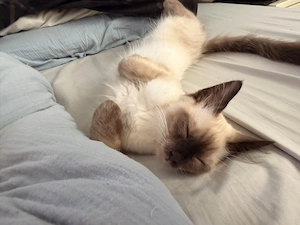 heilige birma kitten kater 