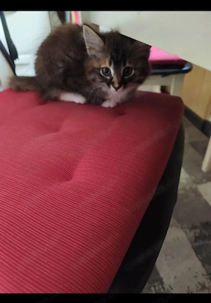 5 zauberhafte Kitten dürfen jetzt in ein neues Abenteuer starten. Sie sind am 28. Februar geboren. 3