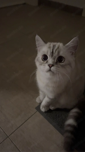 zwei katzenmädchen zu verkaufen