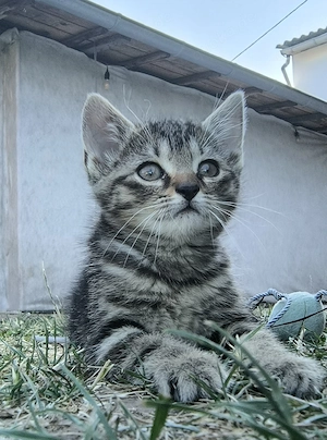 Kleine Kater zum verkaufen 