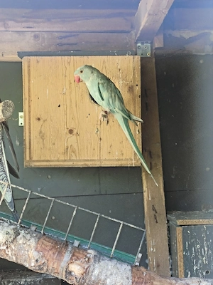 halsbandsittich weibchen 