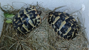 Griechische Landschildkröten 2x Testudo hermanni hermanni 2025  2 stck