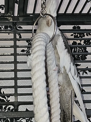 nymphensittich 