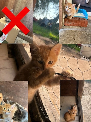 Kitten suchen ein schönes zuhause 