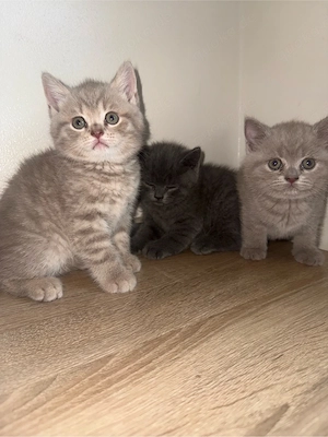 babykatzen 