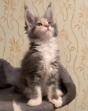 Zuckersüße Maine Coon Kitten auf Familiensuche 