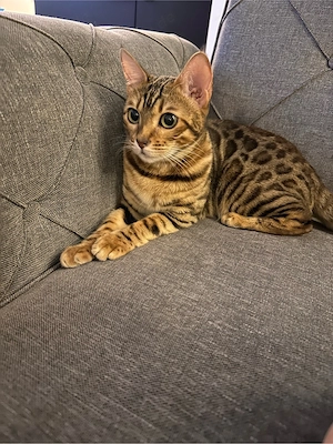 Bengal-Katzen