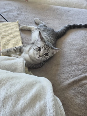 BKH-Mix Kater