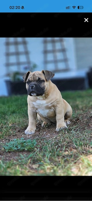 American Pocket Bully Welpe sucht liebevolles zuhause