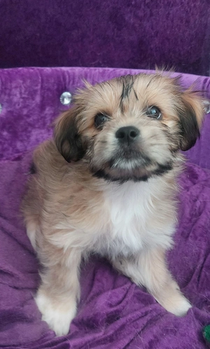 Maltipom, maltipoo havaneser malteser Welpen pomeranian 