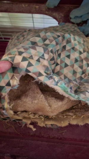 Kaninchen Zwergkaninchen Zwergwidder Hase Haustier Zubehör Komplettpaket Käfig Bild 3