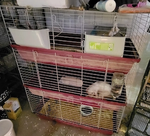 Kaninchen Zwergkaninchen Zwergwidder Hase Haustier Zubehör Komplettpaket Käfig Bild 2