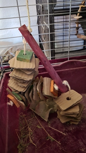 Kaninchen Zwergkaninchen Zwergwidder Hase Haustier Zubehör Komplettpaket Käfig Bild 6