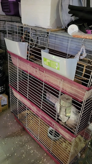 Kaninchen Zwergkaninchen Zwergwidder Hase Haustier Zubehör Komplettpaket Käfig Bild 8