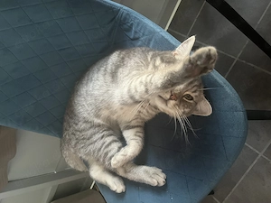 BHK Katze zum verkaufen 